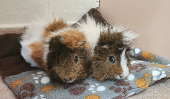 Product Distribution